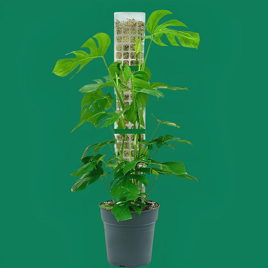 ClimbPro™ – Support de Plantes Grimpantes